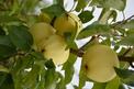 Jabłoń Papierówka (Oliwka Żółta) - odmiany, uprawa, pielęgnacja