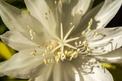 Epiphyllum ostropłatkowe (Epiphyllum oxypetalum) - uprawa, pielęgnacja, podlewanie