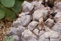 Pochrzyn słoniowy (Dioscorea elephantipes) - uprawa, pielęgnacja, podlewanie