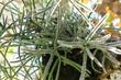 Patyczak w doniczce (Rhipsalis cereuscula) - uprawa, pielęgnacja, podlewanie