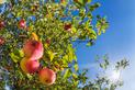 Najlepsze odmiany jabłek w Polsce – przegląd najpopularniejszych gatunków
