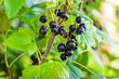 Czarna porzeczka - sadzenie, uprawa, pielęgnacja, właściwości lecznicze, witaminy