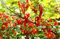 Czerwona porzeczka - sadzenie, uprawa, wartości odżywcze, witaminy, przetwory