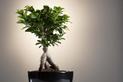 Ficus ginseng (fikus tępy) - uprawa, pielęgnacja, podlewanie, przycinanie, cena