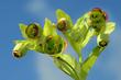 Ciemiernik cuchnący - sadzenie, uprawa, pielęgnacja i ceny śmierdzącego kwiatu doniczkowego