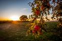Jabłoń Antonówka – sadzonki, uprawa, pielęgnacja, porady