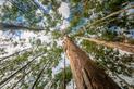 Eukaliptus królewski – opis, występowanie, ciekawostki o najwyższym drzewie liściastym