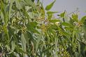 Eukaliptus cytrynowy – sadzonki, uprawa, pielęgnacja, przycinanie