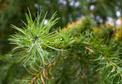 Sosna bośniacka (Pinus heldreichii) - odmiany, sadzenie, uprawa, pielęgnacja, ceny, porady