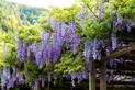 Glicynia japońska (wisteria japońska) - uprawa, pielęgnacja, wymagania, porady