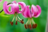 Lilia złotogłów (lilia matragon) - opis, uprawa, pielęgnacja, porady