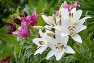 Lilie ogrodowe – sadzenie, uprawa, pielęgnacja, wymagania porady