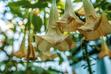 Bieluń drzewiasty (Datura arborea, anielskie trąby) - nasiona, uprawa, pielęgnacja, kwitnienie, porady