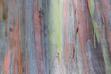 Eukaliptus tęczowy (Eucalyptus deglupta) - sadzenie, uprawa, pielęgnacja, porady