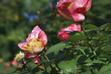 Choroby i szkodniki róż - sprawdzone sposoby ich zwalczania