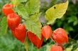 Miechunka pomidorowa – uprawa, pielęgnacja, najlepsze przepisy