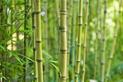 Bambus ogrodowy - odmiany, uprawa, hodowla, wymagania