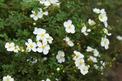 Pięciornik biały (Potentilla alba) - uprawa, pielęgnacja, zastosowanie lecznicze na niedobór jodu i tarczycę