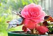 Begonia doniczkowa - uprawa, podlewanie i pielęgnacja kwiatu w domu