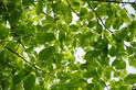 Wiąz pospolity (wiąz polny) - opis drzewa, uprawa, pielęgnacja, porady