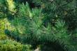 Sosna żółta (Pinus ponderosa) - opis, odmiany, uprawa, pielęgnacja, choroby