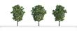Topola szara (populus canescens) – opis, występowanie, uprawa, porady