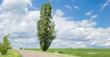 Topola włoska (Populus nigra) - sadzenie, uprawa, pielęgnacja, rozmnażanie, porady