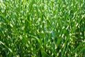 Miskant chiński ‘Zebrinus’ - uprawa i pielęgnacja pięknej trawy ozdobnej