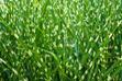 Miskant chiński ‘Zebrinus’ - uprawa i pielęgnacja pięknej trawy ozdobnej