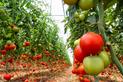Uprawa pomidorów w szklarni krok po kroku