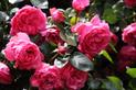 Popularne odmiany róż – zobacz, które rodzaje róż ogrodowych warto mieć u siebie