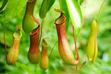Dzbanecznik - roślina owadożerna – gatunki i odmiany, uprawa, pielęgnacja, podlewanie