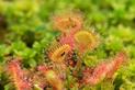 Rosiczka okrągłolistna (Drosera rotundifolia) - opis, cena, uprawa, pielęgnacja
