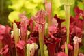 Kapturnica (Sarracenia) - ciekawa roślina owadożerna - odmiany, uprawa, pielęgnacja