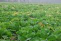 Uprawa kapusty pekińskiej w gruncie - odmiany, sadzenie, hodowla, porady