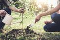 Jak i kiedy sadzić drzewka owocowe - praktyczny poradnik krok po kroku