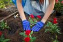 Jak i kiedy sadzić róże? Praktyczny poradnik krok po kroku