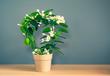 Stefanotis bukietowy - piękny kwiat domowy - uprawa, pielęgnacja, podlewanie