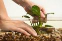 Anubias - ciekawa roślina akwariowa - wymagania, uprawa, pielęgnacja, porady