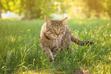 Czym i jak odstraszyć koty z ogrodu? Porady praktyczne