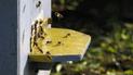 Hodowla pszczół murarek krok po kroku – poradnik praktyczny