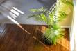 Palma areka żółtawa (chryzalidokarpus) - uprawa, pielęgnacja, podlewanie, porady praktyczne