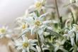 Szarotka alpejska - opis kwiatu, uprawa, pielęgnacja, wymagania