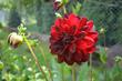 Georginia (dalia) - piękny kwiat - odmiany, uprawa, pielęgnacja