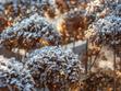 Zimowanie hortensji ogrodowej - jak zabezpieczyć krzew na zimę
