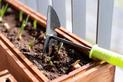 Warzywniak w skrzynkach - jak urządzić ogródek warzywny w skrzynkach?