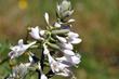 Kwiat galtonia - odmiany, uprawa, pielęgnacja, porady praktyczne
