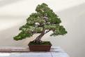 Jaka ziemia do bonsai będzie najlepsza? Wyjaśniamy krok po kroku