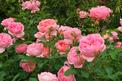 Róża angielska - odmiany, uprawa, sadzonki, pielęgnacja, porady