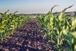 Nawożenie kukurydzy krok po kroku - poradnik praktyczny